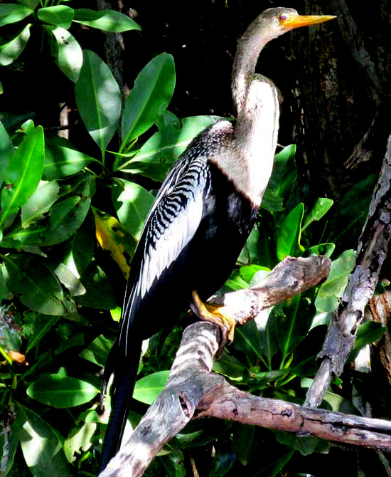 ANHINGA ANHINGA