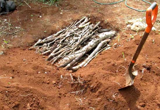 adding dirt on plant bed for arid climate