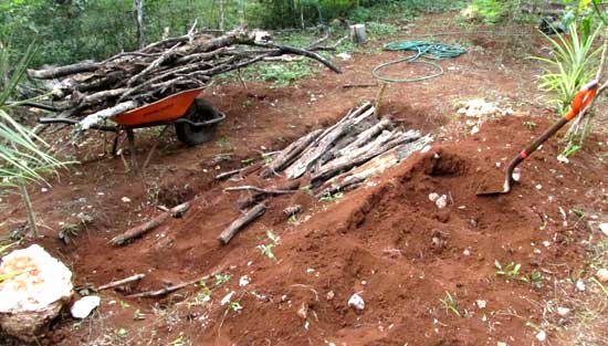 plant bed for arid climate