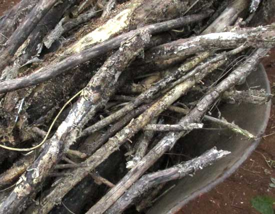 decaying wood for plant bed for arid climate