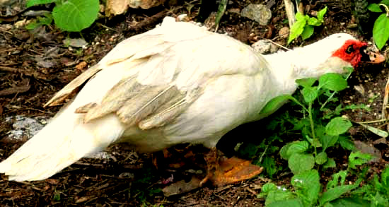 Muscovy Duck, CAIRINA MOSCHATA, foraging