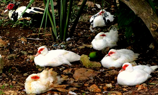 domestic Muscovy Ducks, CAIRINA MOSCHATA