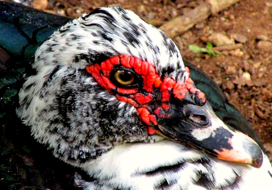 Muscovy Duck, CAIRINA MOSCHATA, head