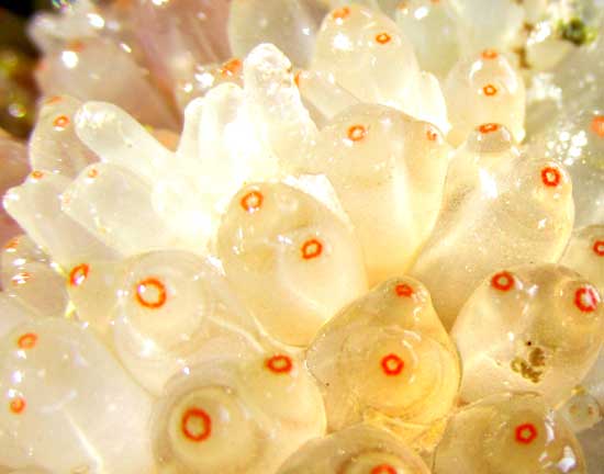 Mangrove Tunicate, ECTEINASCIDIA TURBINATA