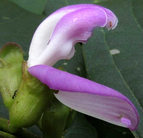 Sword Bean, CANAVALIA GLADIATA, flower side view