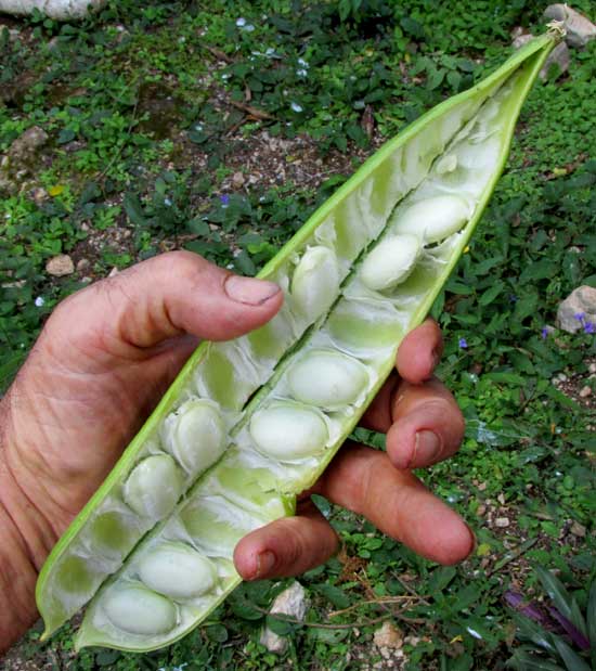 Sword Bean, CANAVALIA GLADIATA, beans inside pods