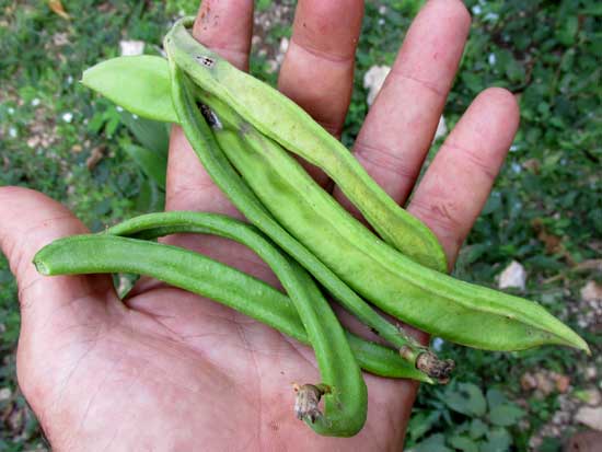 Sword Bean, CANAVALIA GLADIATA, immature pods