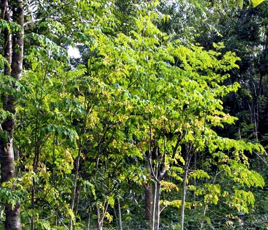 Moringa, MORINGA OLEIFERA, young trees sprouting after being cut for fodder