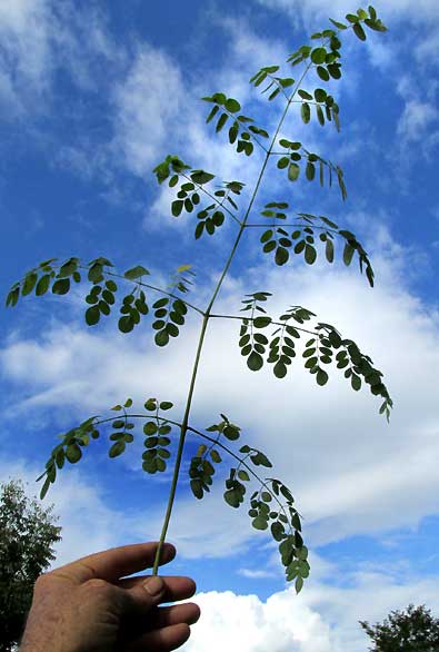 Moringa, MORINGA OLEIFERA, compound leaf