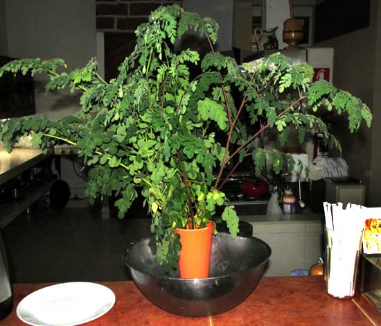 Moringa, MORINGA OLEIFERA, young branches with leaves to be collected for eating