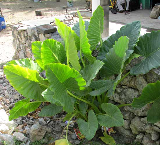 Giant Taro, ALOCASIA MACRORRHIZA