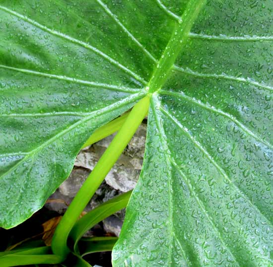 Giant Taro, ALOCASIA MACRORRHIZA, leaf sinus