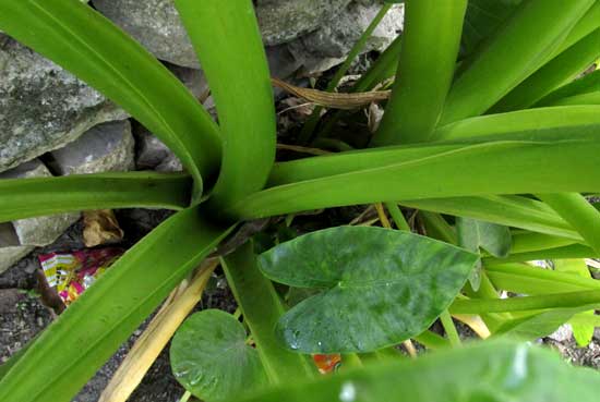 Giant Taro, ALOCASIA MACRORRHIZA, petioles