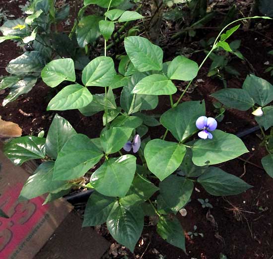 Cowpea, VIGNA UNGUICULATA