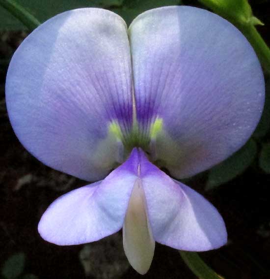 Cowpea, VIGNA UNGUICULATA, flower front view