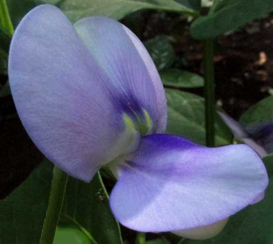 Cowpea, VIGNA UNGUICULATA, flower side view