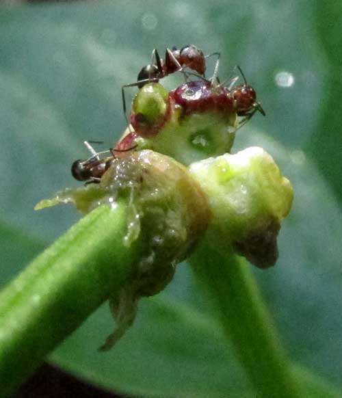 Cowpea, VIGNA UNGUICULATA, glands on petiole