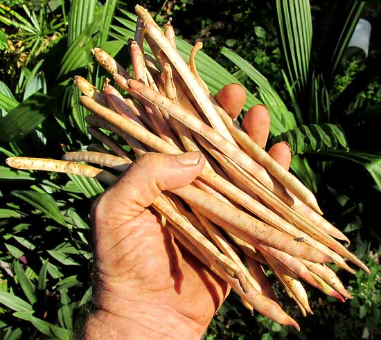 Cowpea, VIGNA UNGUICULATA, legumes