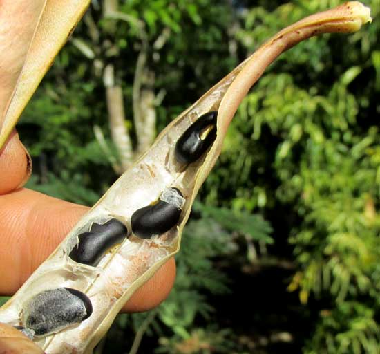 Cowpea, VIGNA UNGUICULATA, open legume showing black beans