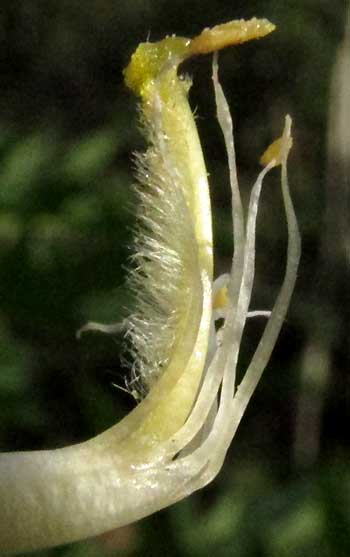 Cowpea, VIGNA UNGUICULATA, hairy style