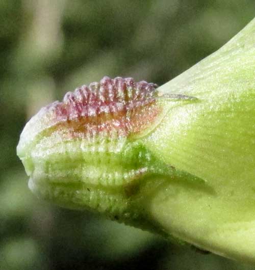 Cowpea, VIGNA UNGUICULATA, calyx