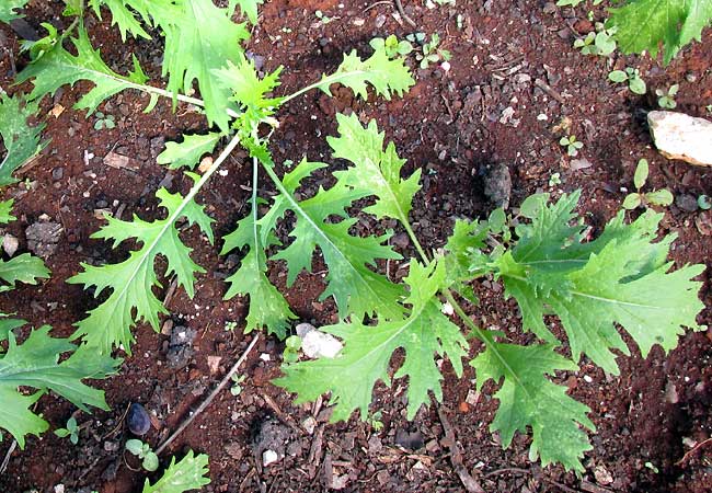 Mizuna, BRASSICA RAPA subspecies NIPPOSINICA