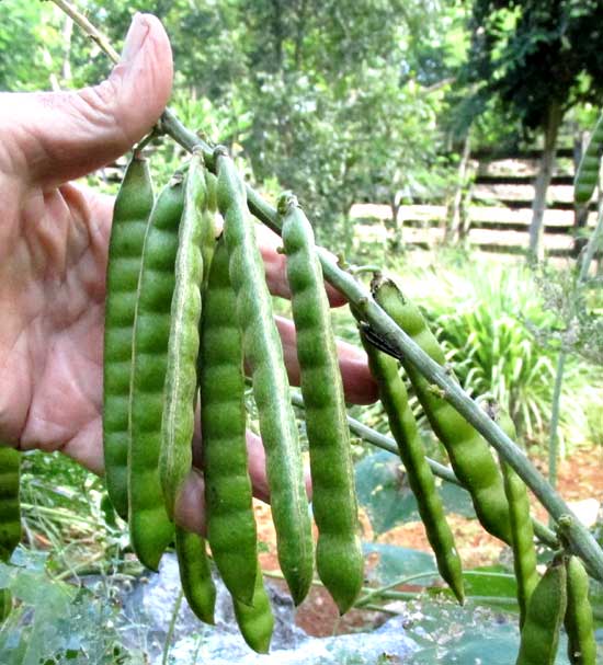 Jícama, PACHYRHIZUS EROSUS, legumes