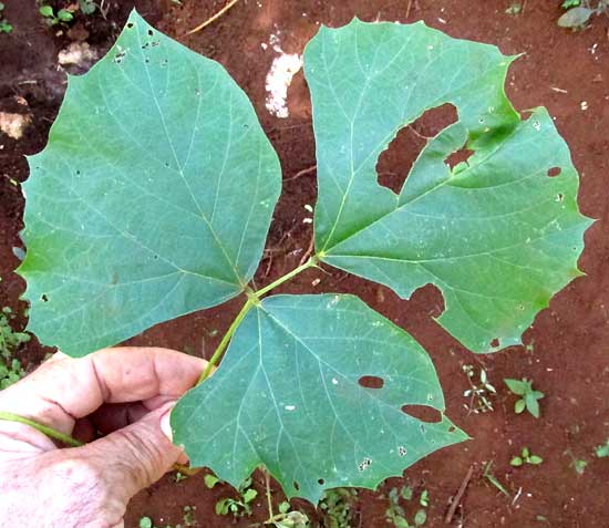Jícama, PACHYRHIZUS EROSUS, leaf