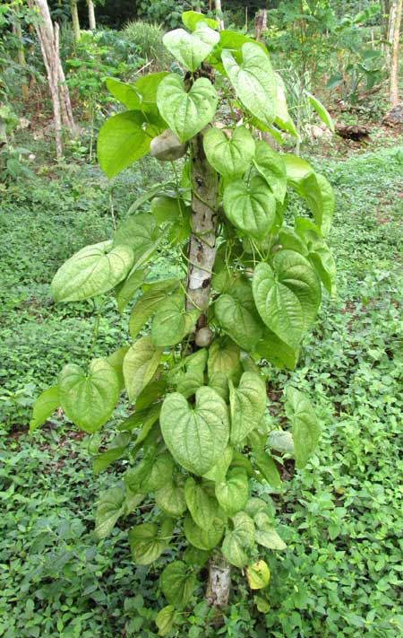 Air Potato, DIOSCOREA BULBIFERA