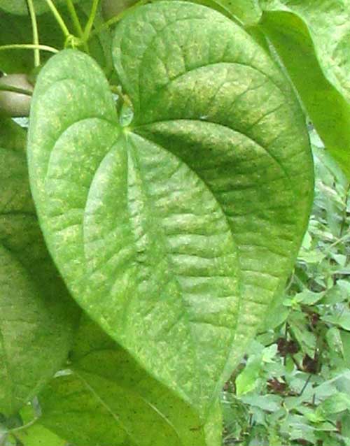 Air Potato, DIOSCOREA BULBIFERA, leaf