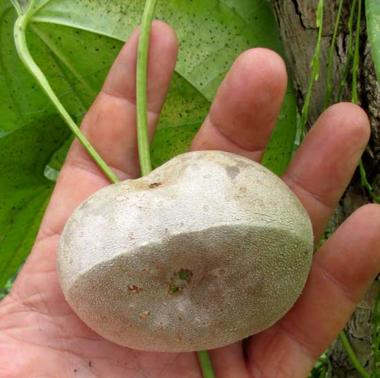 Air Potato, DIOSCOREA BULBIFERA, bulbil