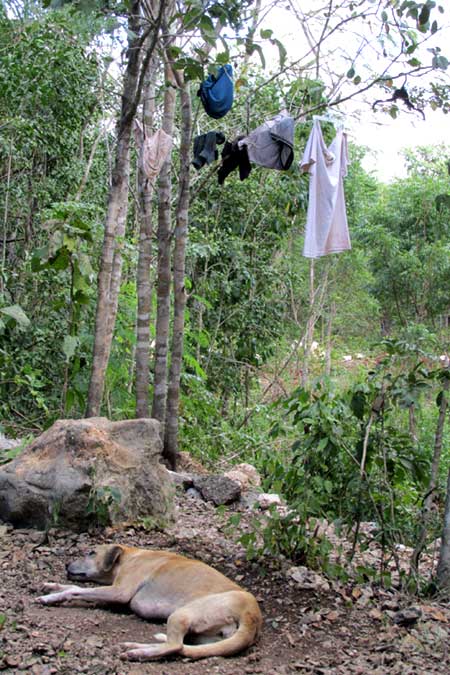 clothes drying on bushes