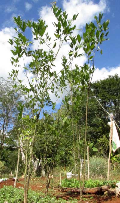 Pigeon Pea, CAJANUS CAJAN, plant