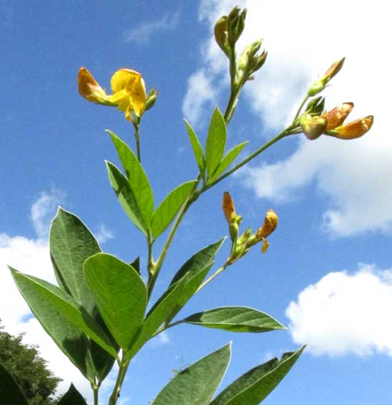 Pigeon Pea, CAJANUS CAJAN, flowers