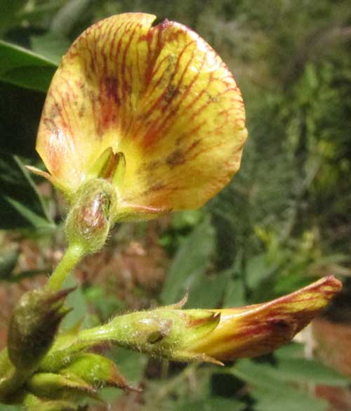 Pigeon Pea, CAJANUS CAJAN, flower from behind showing calyx lobes & purple stripes on standard border=