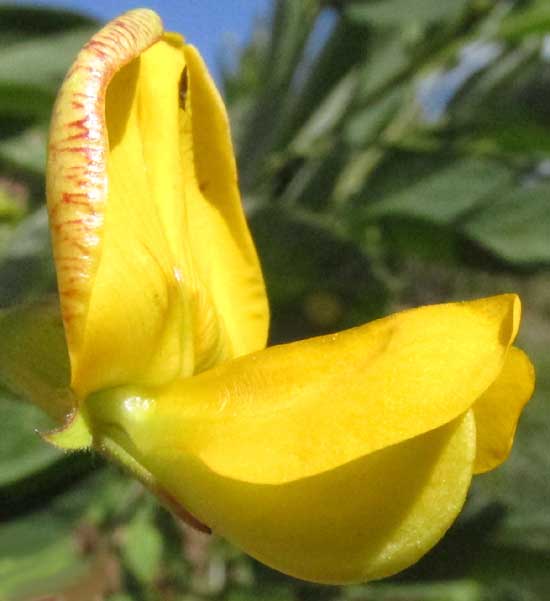 Pigeon Pea, CAJANUS CAJAN, flower