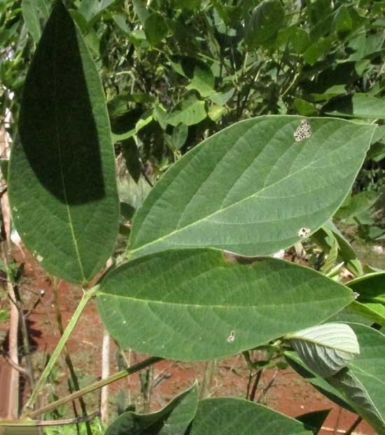 Pigeon Pea, CAJANUS CAJAN, leaf