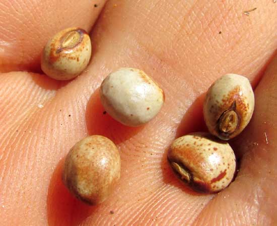 Pigeon Pea, CAJANUS CAJAN, seads