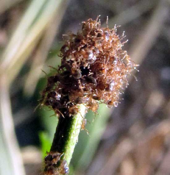 massed tick larvae