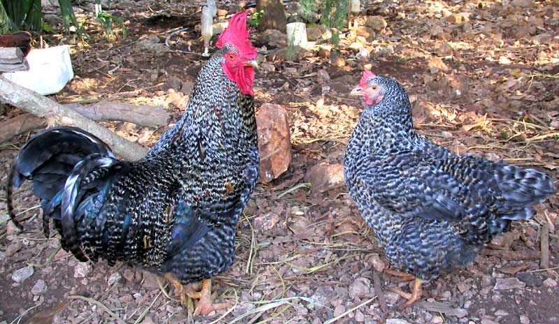 Plymouth Rock chickens