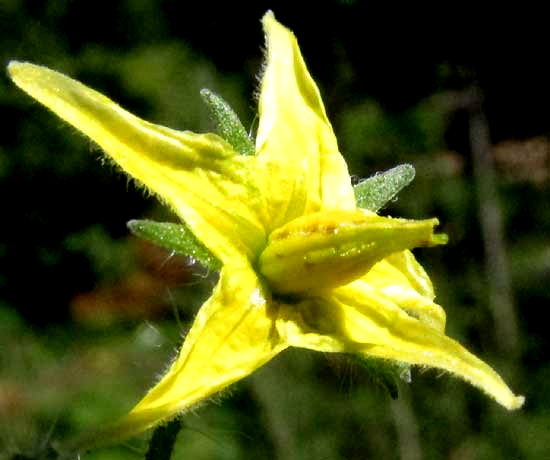 Cherry Tomatoes, SOLANUM LYCOPERSICUM var. CERASIFORME, flower