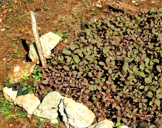 amaranth grown for its leaves