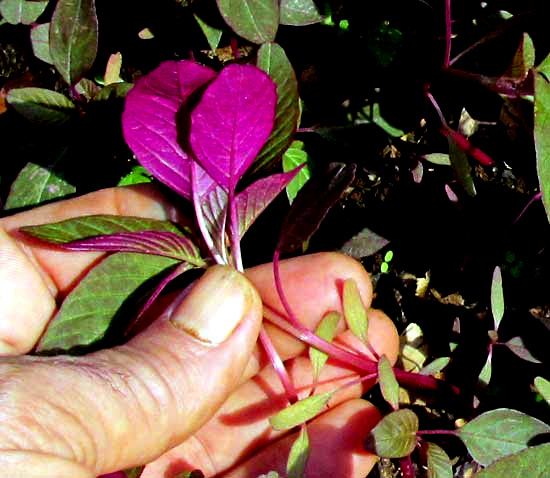 edible amaranth leaves