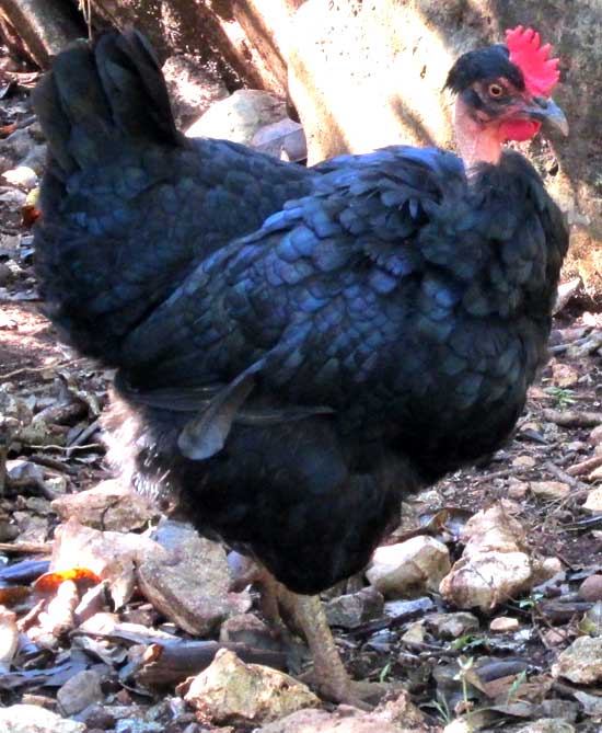 NAKED-NECK CHICKEN