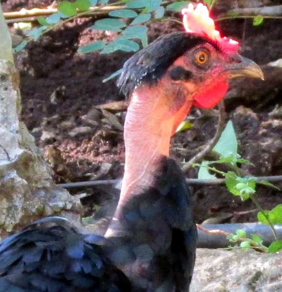 NAKED-NECK CHICKEN, head and neck