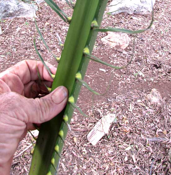 Oil Palm, spines at petiole base