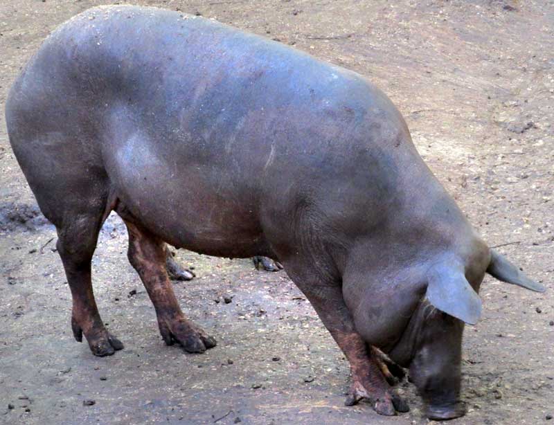 BLACK IBERIAN PIG