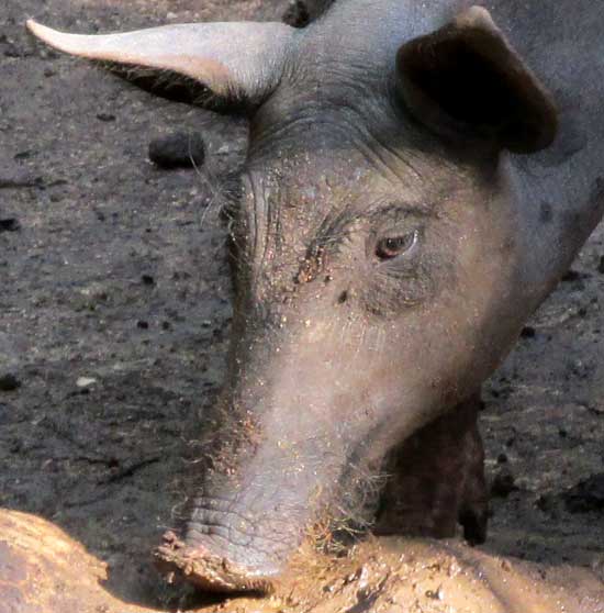 BLACK IBERIAN PIG, face