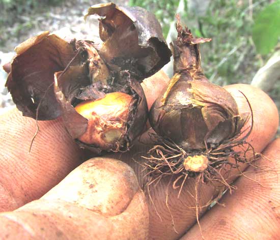 ACROCOMIA ACULEATA, seed in husk