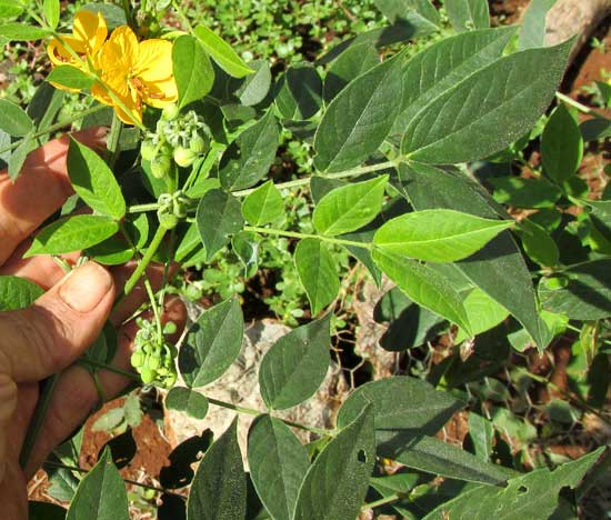 Hairy Senna, SENNA HIRSUTA